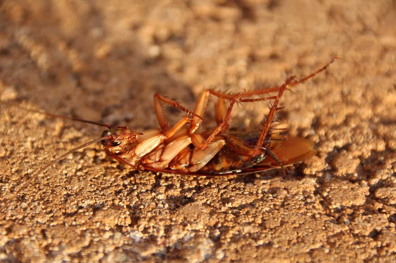 תאונת עבודה כמדביר