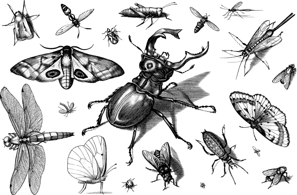בעלי חיים